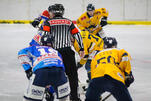Eisbären reisen zu den Rebels